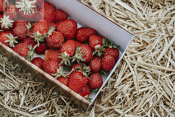 Reife Erdbeeren im Korb auf dem Feld