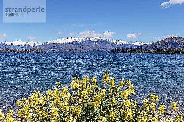 Neuseeland  Otago  Wanaka  Gelbe Buschlupine (Lupinus arboreus) blüht am Ufer des Lake Wanaka