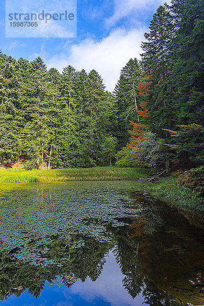 Reflexion grüne Bäume auf Teich im Wald gegen Himmel