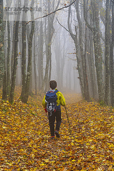 Rückansicht eines Jungen  der auf gefallenen Herbstblättern inmitten kahler Bäume im Wald bei nebligem Wetter wandert