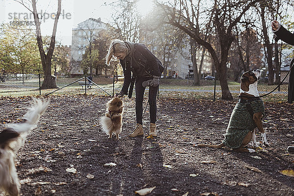 Frau in voller Länge spielt mit Pomeranian im Park