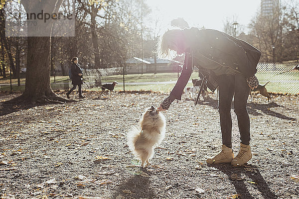 Seitenansicht in voller Länge einer Frau  die mit einem pommerschen Hund im Park spielt