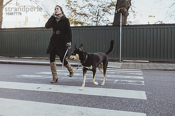 Reife Frau in voller Länge  die mit Hund in der Stadt beim Überqueren der Straße mit dem Handy telefoniert