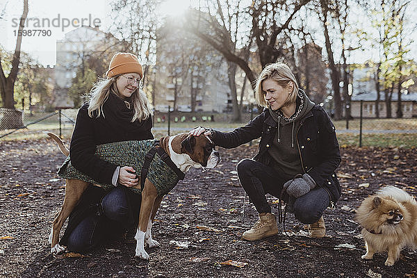 Frauen kauern beim Streicheln von Boxerhunden im Herbst im Park