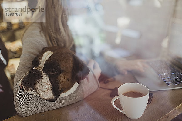 Boxer-Hund ruht sich aus  während weibliche Tierhalterin mit Laptop im Café durchs Fenster gesehen