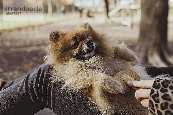 Mitschnitt einer Frau  die im Park einen flauschigen Pomeranian bürstet