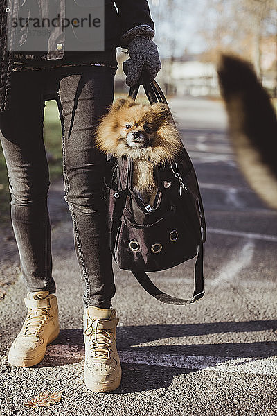 Niedrige Sektion einer Frau  die Pomeranian in einer Haustier-Tragetasche auf einem Fußweg im Park trägt