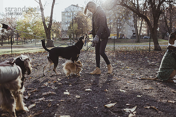 Seitenansicht in voller Länge einer Tierhalterin  die mit Hunden im Park steht