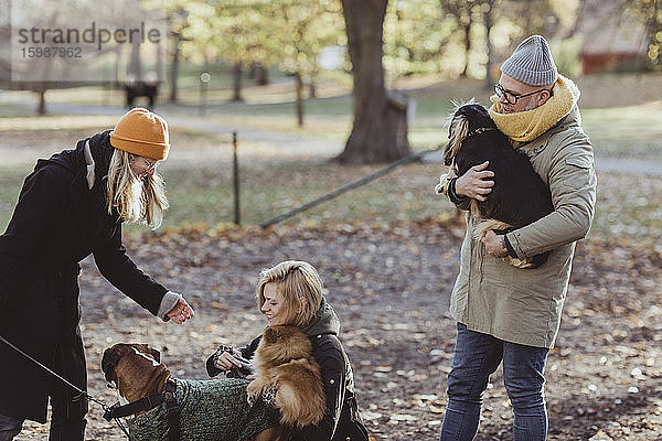 Lächelnde Frauen und Männer spielen mit Hunden im Park