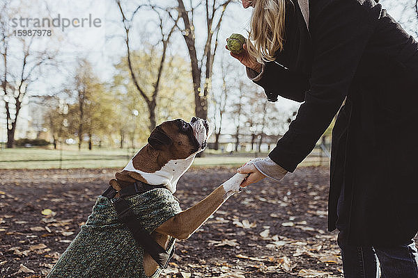 Mitschnitt einer jungen Frau und eines Boxerhundes mit Handschlag beim Halten des Balls im Park