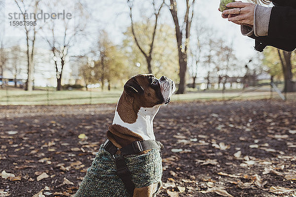 Seitenansicht eines Boxerhundes mit Blick auf eine Tierhalterin  die im Park einen Tennisball hält