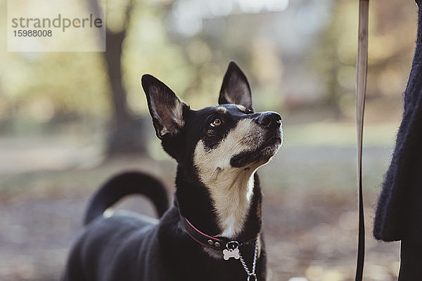 Schwarzer Hund schaut zum Park hinauf