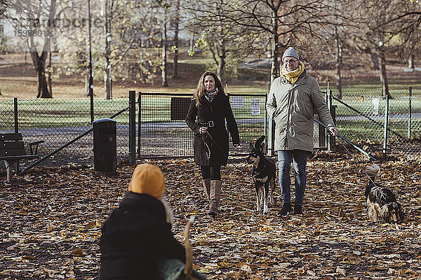 Lächelnde männliche und weibliche Haustierbesitzer in voller Länge beim Spaziergang mit Hunden im Park