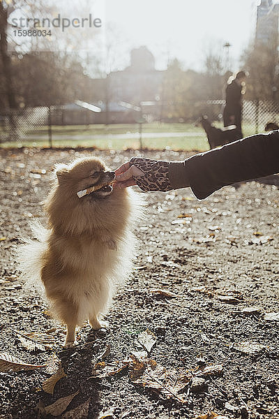 Pomeranian beißt auf Spielzeug  das von Frau im Park an einem sonnigen Tag gehalten wird