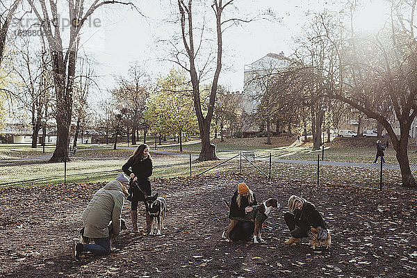 Haustierbesitzer mit ihren Hunden im Herbst im Park