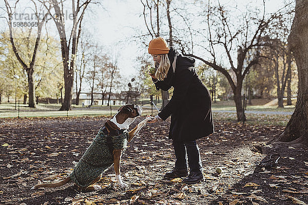 Junge Frau und Boxerhund in voller Länge mit Handschlag im Park