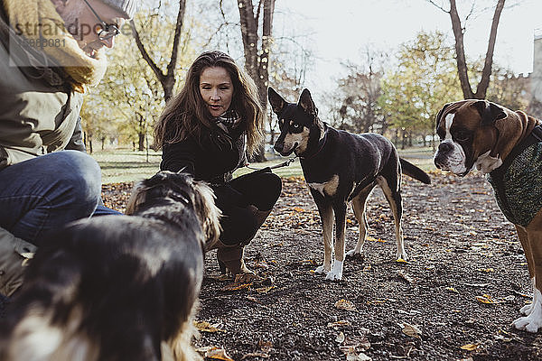 Mann und Frau kauern mit Hunden im Park