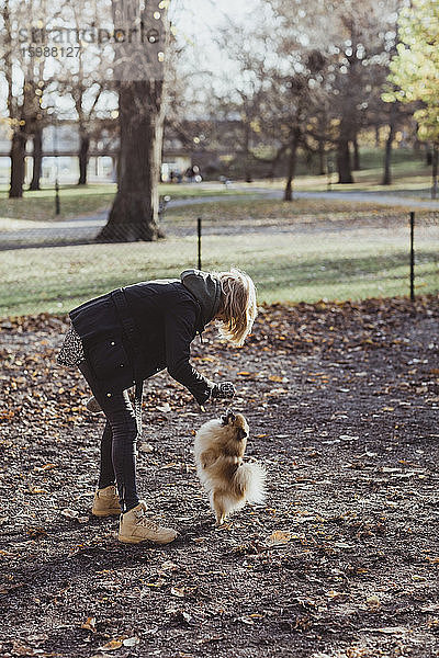Seitenansicht in voller Länge einer Frau  die mit Pomeranian im Park spielt