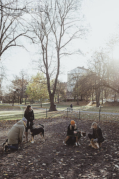 Rüden und Hündinnen mit Hunden in voller Länge im Herbst im Park