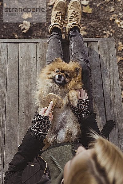 Direkt über der Ansicht einer Frau  die Pomeranian bürstet und im Park auf dem Schoß liegt