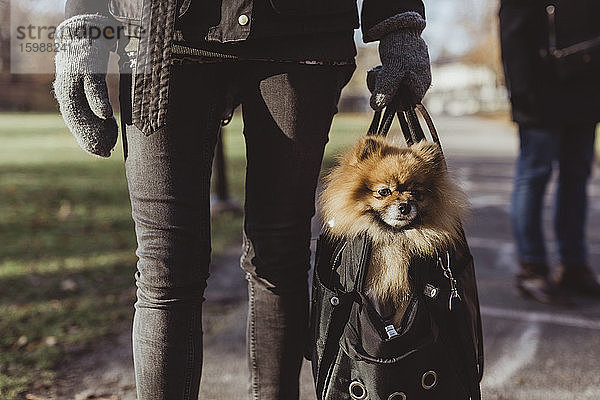 Mitschnitt einer Frau  die Pomeranian in einer Tiertragetasche auf einem Fußweg im Park trägt