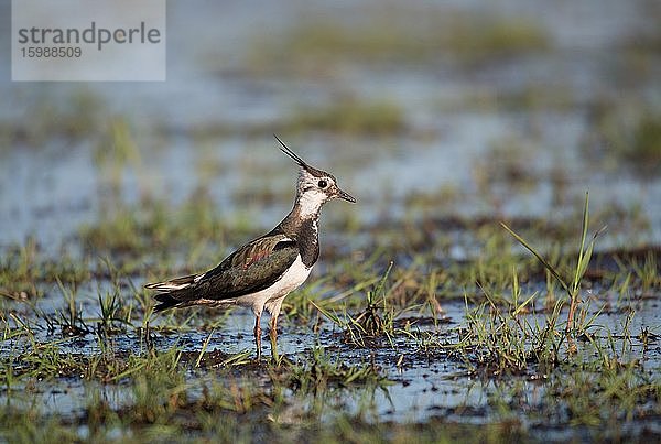 Kiebitz (Vanellus vanellus)  Nahrungssuche in Feuchtwiese  Ochsenmoor am Dümmer See  Niedersachsen  Deutschland  Europa