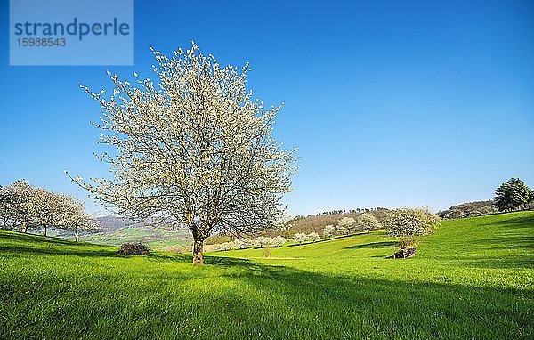 Blühende Kirschbäume auf grüner Wiese unter blauem Himmel im Frühling  bei Witzenhausen  Hessen  Deutschland  Europa