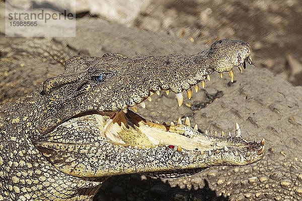 Kubakrokodil (Crocodylus rhombifer)  vom Aussterben bedroht  captive auf einer Krokodil-Zuchtfarm  Zapata-Halbinsel  Kuba  Mittelamerika