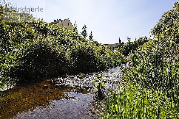 Renaturiertes Fließgewässer  der Hellbach gehört zum Flusssystem der Emscher  war vorher ein offener  oberirdischer Schmutzwasserkanal  Emscherumbau  Recklinghausen  Ruhrgebiet  Nordrhein-Westfalen  Deutschland  Europa