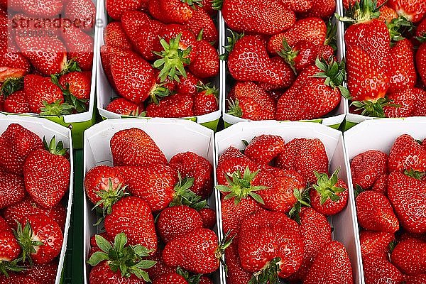 Frische Bio Erdbeeren in Pappkarton  Schweiz  Europa