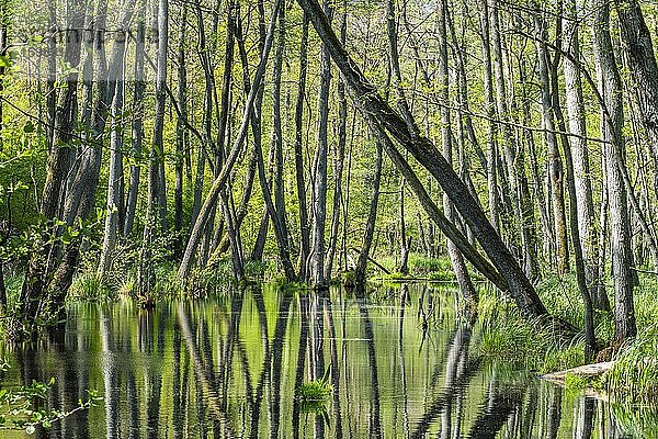 Erlenbruchwald im Naturschutzgebiet Briesetal  Oberhavel  Brandenburg  Deutschland  Europa