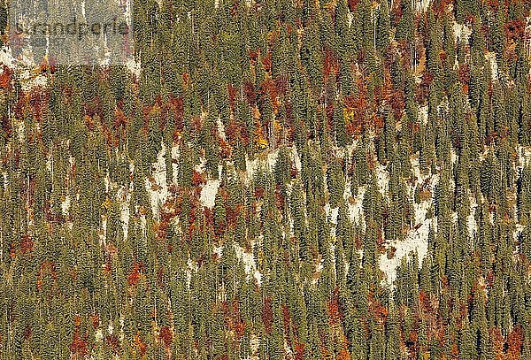 Herbstlich verfärbter Mischwald  Loser Plateau  Totes Gebirge  Altaussee  Ausseerland  Salzkammergut  Steiermark  Österreich  Europa