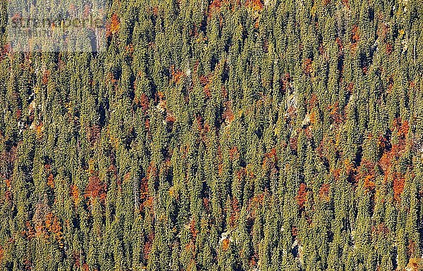 Herbstlich verfärbter Mischwald  Loser Plateau  Totes Gebirge  Altaussee  Ausseerland  Salzkammergut  Steiermark  Österreich  Europa