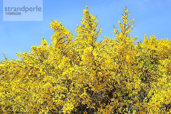 Blühender Besenginster (Cytisus scoparius)  Simrishamn  Schonen  Schweden  Skandinavien  Europa