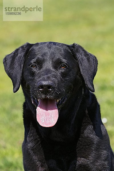 Schwarzer Labrador Retriever (Canis lupus familiaris)  Rüde streckt die Zunge raus und hechelt  Porträt  Schleswig-Holstein  Deutschland  Europa