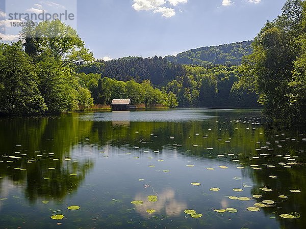Naturschutzgebiet Höglwörther See  Anger  Rupertiwinkel  Oberbayern  Deutschland  Europa