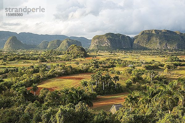 Das Viñales-Tal mit seinen felsigen Hügeln  den einzigartigen Mogoten und verstreut liegenden Königspalmen (Roystonea regia)  prominent rechts die Mogotes Dos Hermanas  Zwillingsschwestern  Viñales  Kuba  Mittelamerika