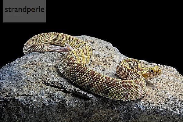 Hypomelanistische Crotalus culminatus (Crotalus culminatus)  auf einem Stein  captive  Mexiko  Mittelamerika