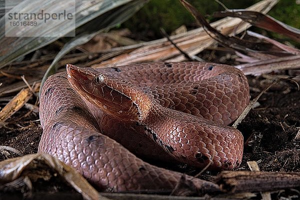 Indische Nasenotter (Hypnale hypnale)  Sri Lanka  Asien