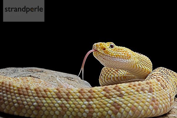 Hypomelanistische Crotalus culminatus (Crotalus culminatus)  captive  Mexiko  Mittelamerika