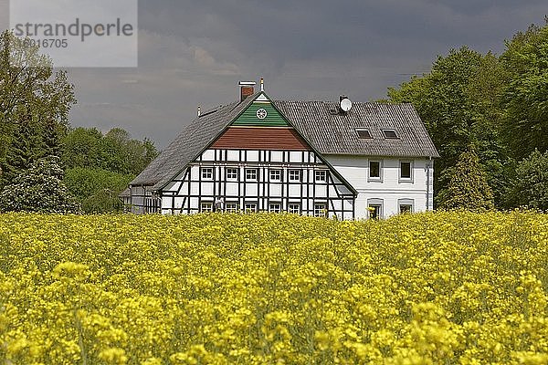 Rapsfeld mit altem Haus in Hilter  Niedersachsen