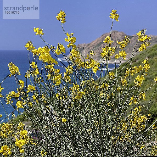 Spartium junceum  Ginsterblüte auf Korsika