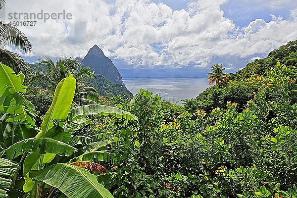 Tropen-Landschaft mit den beiden Pitons  Gros Piton 770m und Petit Piton 743m  Soufriere  St. Lucia  Kleine Antillen  Westindische Inseln  Karibik  Mittelamerika