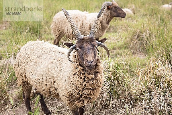 Jakob-Schafe auf einer Wiese