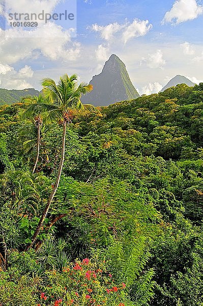 Tropen-Landschaft mit den beiden Pitons  Gros Piton 770m und Petit Piton 743m  Soufriere  St. Lucia  Kleine Antillen  Westindische Inseln  Karibik  Mittelamerika