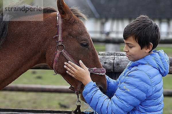 Teenager bei der Vorbereitung eines Ponys in Beaumesnil  Frankreich