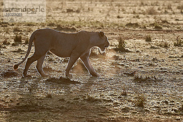Löwin (panthera leo) in der Savanne