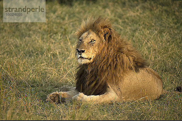 Männlicher Löwe (Panthera leo) in der Savanne