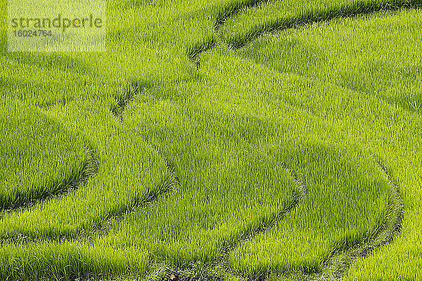 Reisfelder auf terrassierten