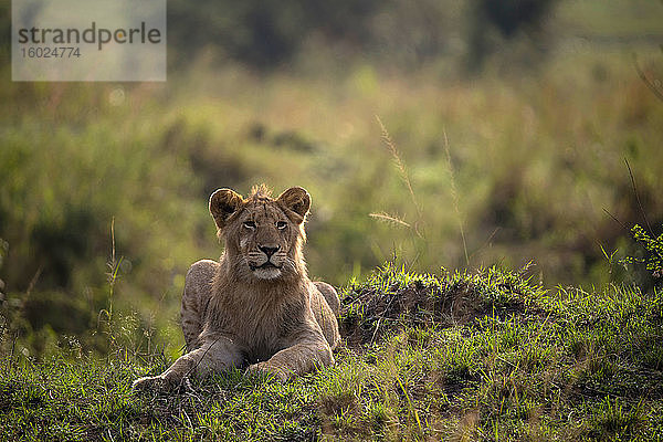 Löwin (panthera leo) in der Savanne